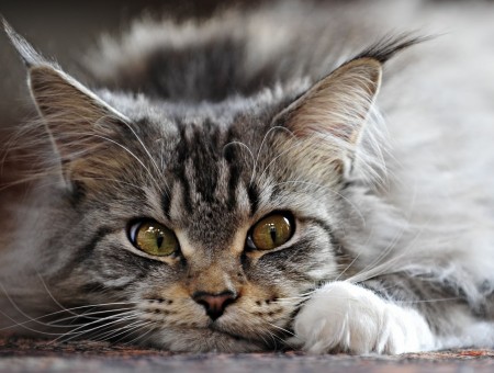 Grey Long Hair Tabby Cat