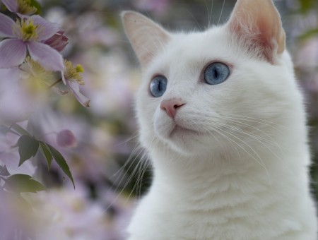 White Blue Eyed Cat