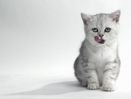 Grey White Kitten