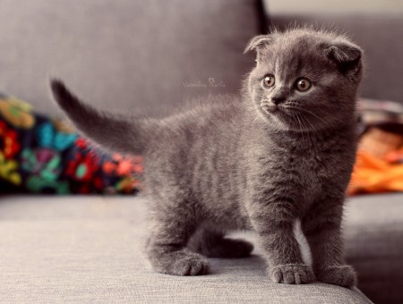 Grey Scottish Fold Kitten