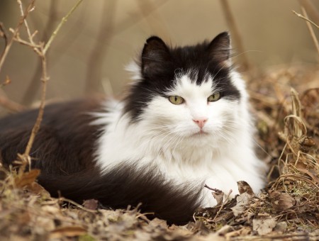 White And Black Maine Coon