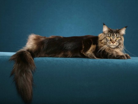 Black And Brown Maine Coon