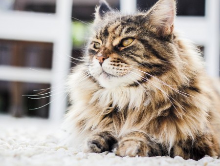 Brown And Grey Maine Coon