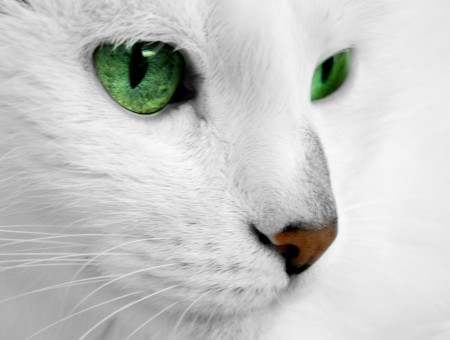 White And Gray Short Coat Cat