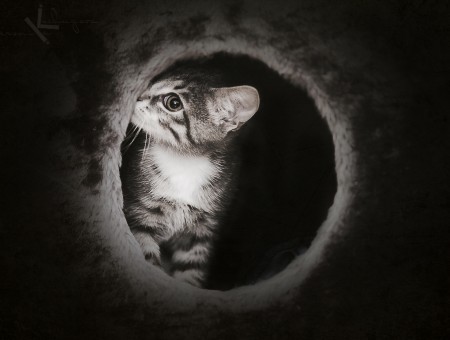 Gray Scale Tabby Kitten