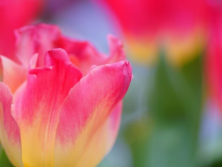 Pink And Yellow Petaled Flower