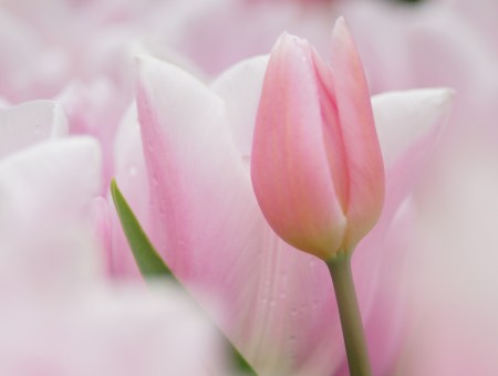 Pink Tulip Flower