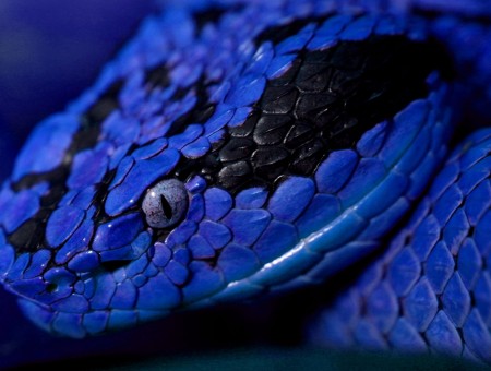 Blue And Black Snake