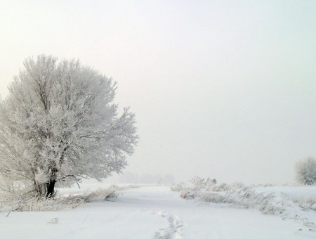Snow Covered Tree On Snowy Hill