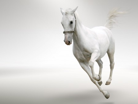 White Adult Horse