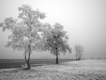 Three Snow Covered Trees