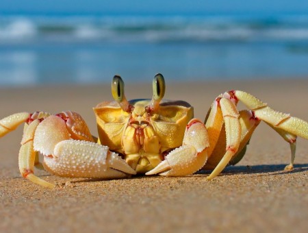 Yellow Brown Crab