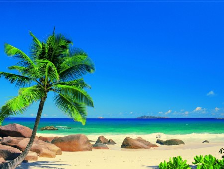 Green Coconut Palm Tree Next To Brown Rocks On Brown Sandy Shore Of Blue And Green Sea Under Blue Sky Wallpaper