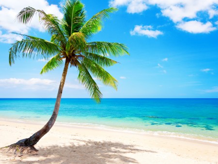 Coconut Tree Near Sea