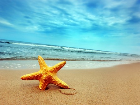 Yellow Starfish Near Seashore