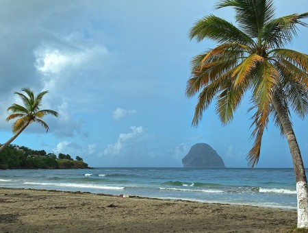 Coconut Palm Tree Near Sea