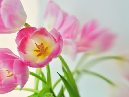 Pink White And Yellow Flowers