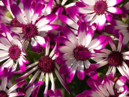 White And Purple Petaled Flowers