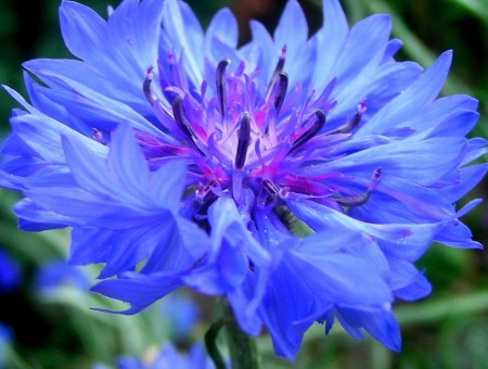 Blue Round Multi Petaled Flower