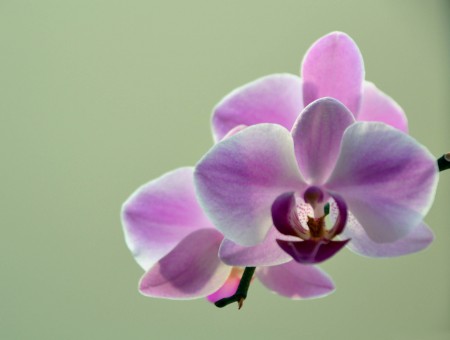 Purple Moth Orchid