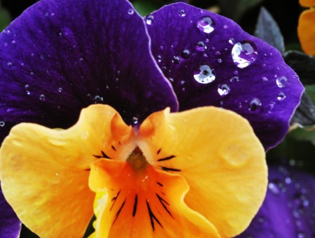 Yellow And Purple Flower