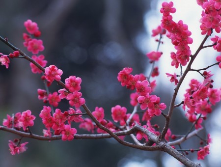 Pink Flowers On Branch