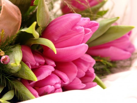 Pink Tulip Flower