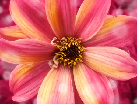 Pink Yellow Flower