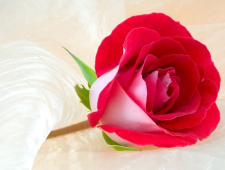 Red Rose With Pink Outer Petals