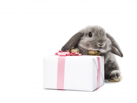 Bunny with a Present