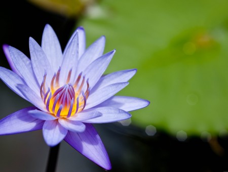 Purple Lotus Flower During Daytime