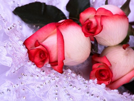 Pink And Red Rose Flower