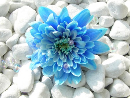 Blue Flower In White Pebbles