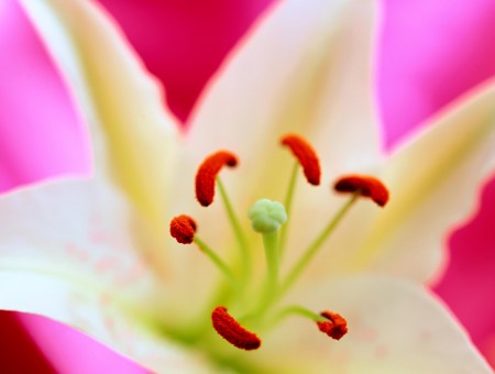Red And White Lily