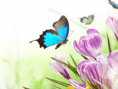 Blue And Black Butterfly Illustration