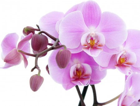 White And Purple Moth Orchid