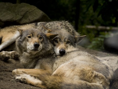 Brown And Gray Wolves