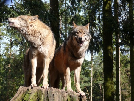 Brown And Gray Wolves