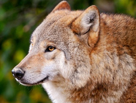 Brown And Grey Wolf