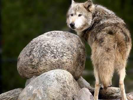 Brown And Gray Wolf
