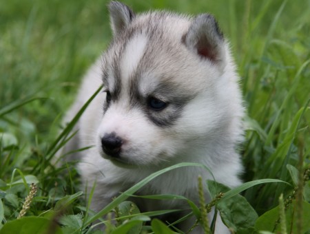 Gray And White Alaskan Malamute Puppy