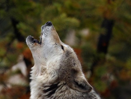 White And Brown Wolf