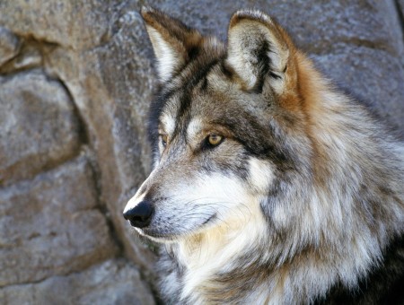 Brown White And Black Wolf