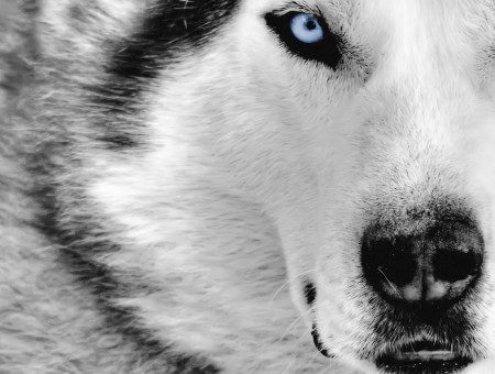 Black And White Wolf