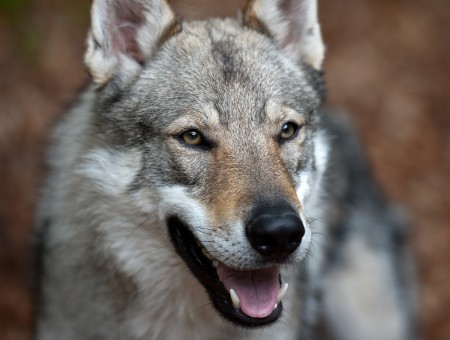 White Brown And Gray Wolf