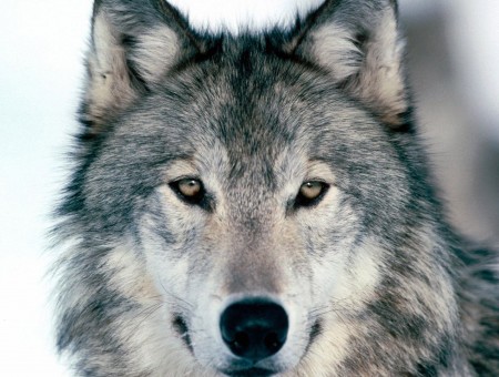 Gray And White Wolf