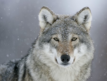 White And Grey Wolf