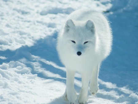 White Wolf Cub