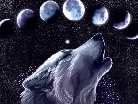 Wolf Illustration