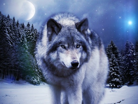White And Gray Wolf